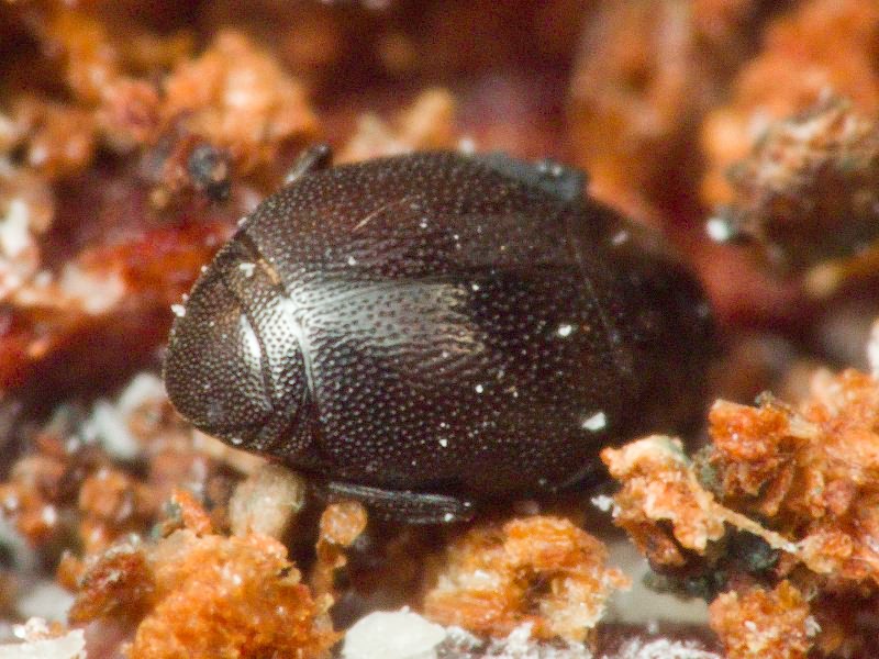 Plegaderus saucius Erichson, 1834